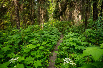 Fototapeta premium Narrow Trail Through Thimbleberry Bushes In Glacier