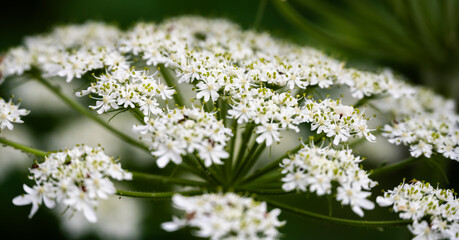 Narrow Focus Of Hogweed Blooms In Glacier