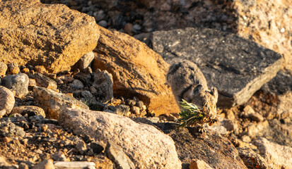 Pika With A Mouth Full Of Plants Lands On Rock After Jump