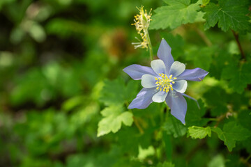 Purple Columbine Bloom Sits Wide Open With Copy Space