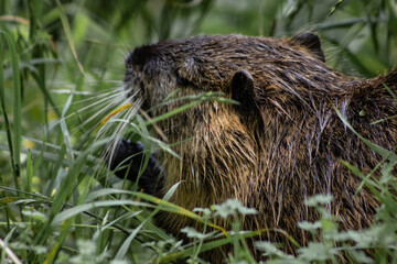 Capybara in Natural Wetland Habitat Among Green Grass and Vegetation