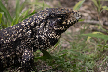Black and White Tegu Lizard Closeup Portrait in Natural Grass Habitat