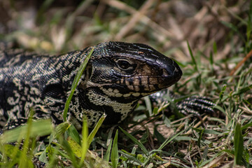 Black and White Tegu Lizard Closeup Portrait in Natural Grass Habitat