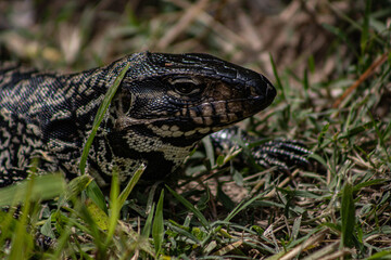 Black and White Tegu Lizard Closeup Portrait in Natural Grass Habitat