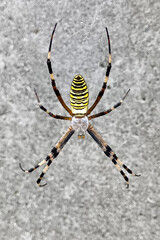 クモ　蜘蛛　ナガコガネグモ