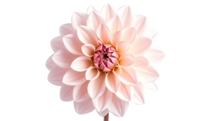 Pale pink dahlia flower blooms in full, centered perspective