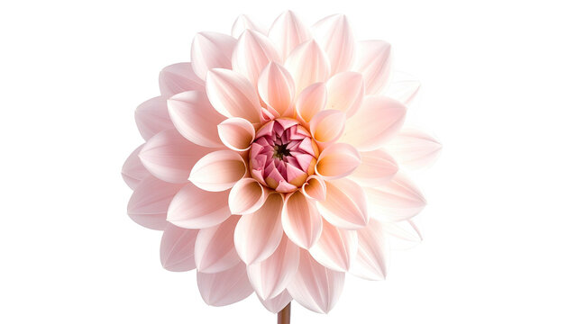 Pale pink dahlia flower blooms in full, centered perspective - Powered by Adobe