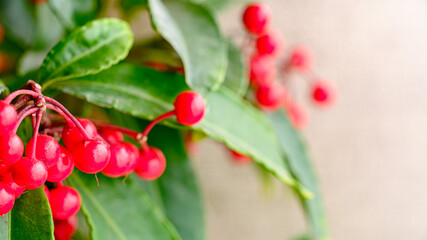 マンリョウの実のアップ