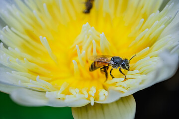 a bee wolking around white lotus with yellow pollens