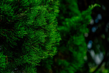 photograph of green leaves of pine trees on there branches in wild with flare of sun shine and dark...