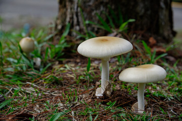 amanita mushroom growth from the ground with tree base surround with green grass around