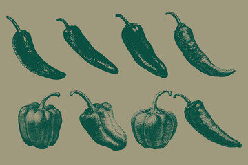 Vintage chili pepper engravings collection for creative design. Grunge paper collage Hot chili vector illustration. Eps 10