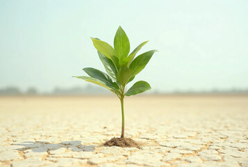 Young Green Plant Growing on Dry Cracked Soil