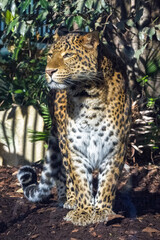 A leopard, Panthera pardus, panther standing, portrait
