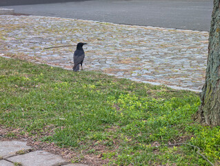 Black crow bird perched on green grass near cobblestone paving at Leipzig/Halle Airport, Schkeuditz, Saxony, Germany in winter day. Urban and landscaped environment, german nature, city wildlife. 