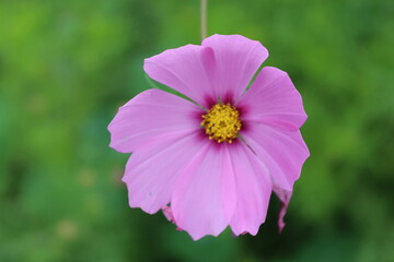 Obraz premium Pink Cosmos