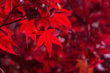 Red Japanese maple leaf on a blurred background