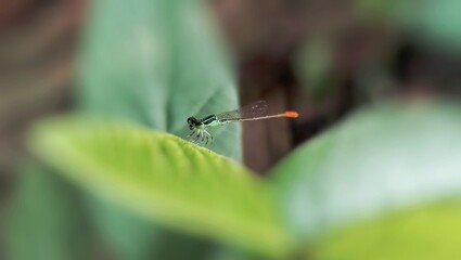 A small green dragonfly perched on a leaf