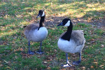 Canada Goose in Autumn