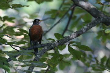 Robin on branch