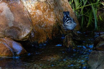 Black and white warbler on rock