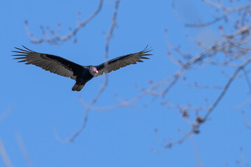 Turkey vulture in flight against a blue sky.