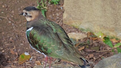 Close up of a lapwing wading bird walking around a shore in sand ona cloudy day