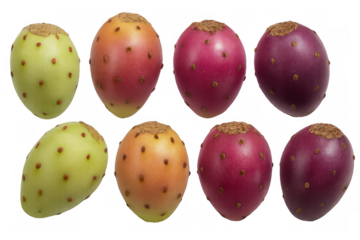 Prickly pear fruits showing different colors from green to deep purple, illustrating a spectrum of ripening stages
