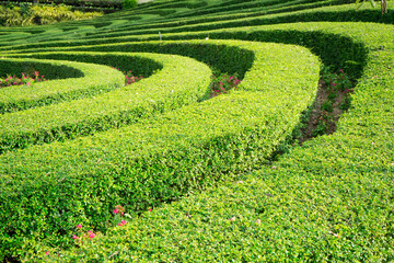 Green plant maze wall .Labyrinth maze garden. A spiral movement build from the vine is creep and sticking on the wall  and complex design of the labyrinth of Fukien Tea, Philippine Tea.