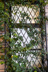 ツタ植物が伸びるナチュラルな外壁ディスプレイ