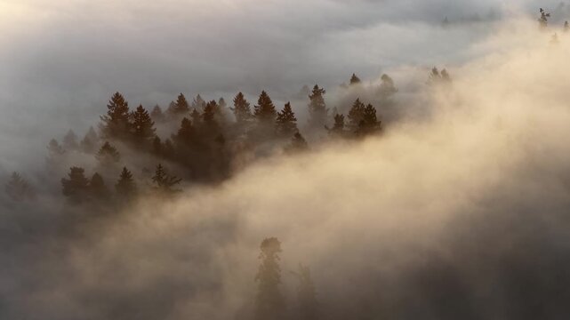 Early morning mist drifts through a forested Pacific Northwest landscape near Portland, Oregon. Fog and mist forms when moist air cools to its dew point, causing water vapor to condense.