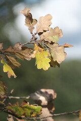 Beautiful autumn park. Autumn tree with yellow and green leaves	