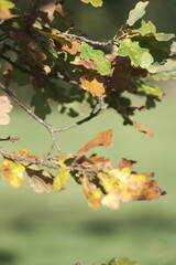Beautiful autumn park. Autumn tree with yellow and green leaves	