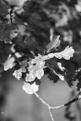 Black and white tree branches aganinst gloomy sky