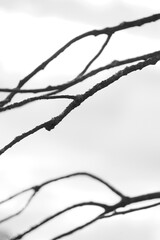 Black and white tree branches aganinst gloomy sky