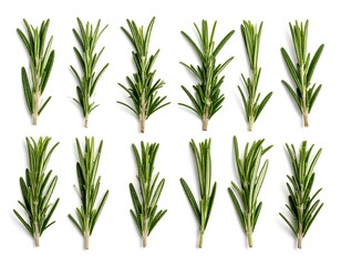 Several sprigs of fresh, green, aromatic herb lay on a white surface