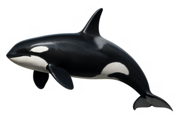 Orca or killer whale, a powerful marine mammal and apex predator, representing ocean wildlife, isolated on a transparent background