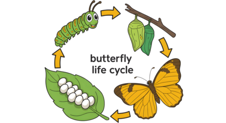 Illustrating the complete butterfly life cycle from eggs on a leaf to caterpillar, chrysalis, and adult butterfly transformation