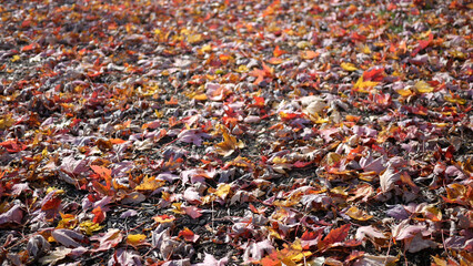 Autumn Playground Series - Leaves over Park Mulch