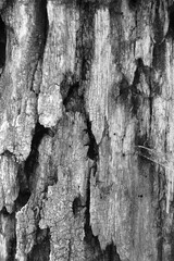 Close up of intricate patterns in the natural bark texture of a weathered tree, black and white old tree lines	
