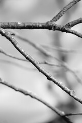 Black and white tree branches aganinst gloomy sky