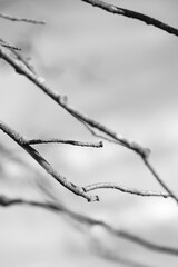 Black and white tree branches aganinst gloomy sky