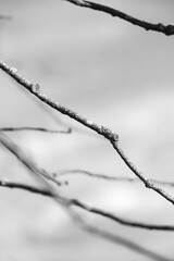Black and white tree branches aganinst gloomy sky
