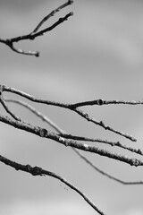 Black and white tree branches aganinst gloomy sky	
