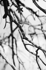 Black and white tree branches aganinst gloomy sky	
