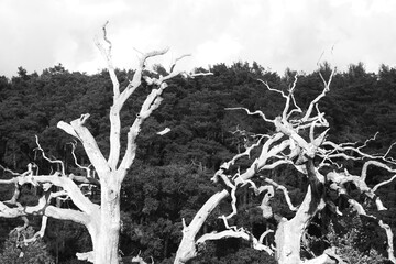 Beautiful autumn park. Autumn old tree. Black and white