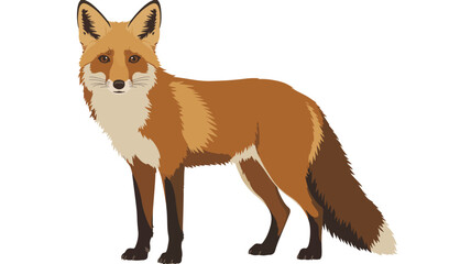 Obraz premium Illustration of a red fox, standing sideways