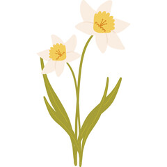 Two Delicate White and Yellow Daffodils with Green Stems and Leaves on a Transparent Background