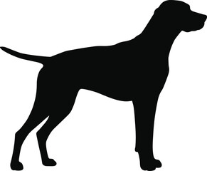 Dog silhouette standing side profile, elegant domestic pet vector illustration, sleek strong canine outline isolated on white background