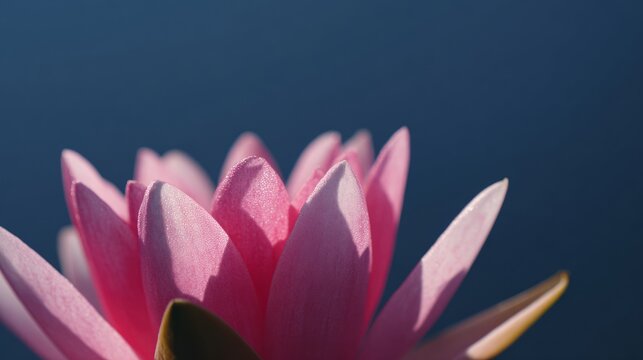 patera. Water lily petals unfolding at dawn with morning dew on serene pond. gardening catalogs, home-decor guides, designed for gardening and botanical catalogs, used by ngo communicators.
